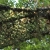 17.webp