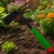 f.webp