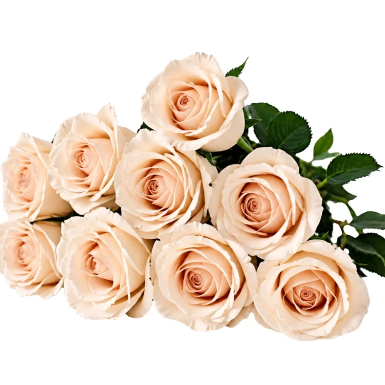 13.webp