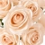 14.webp
