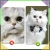 16.webp