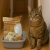 17.webp