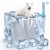 117.webp