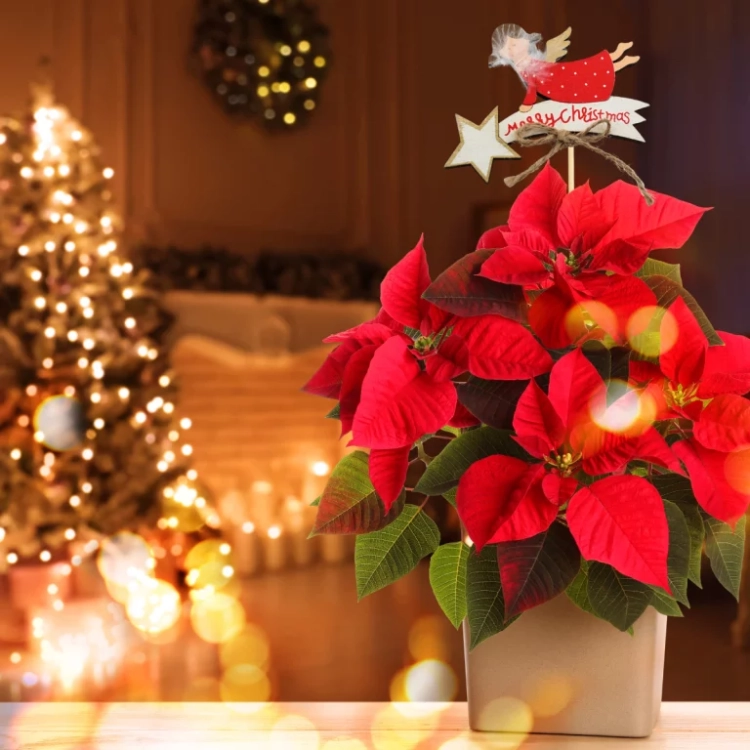 113.webp